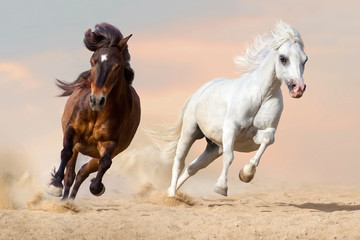 Fototapeta na wymiar Two pony run gallop in desert