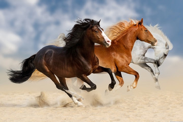 Three horses run gallop  in dust