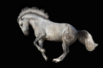 Fototapeta na wymiar Beautiful grey horse dressage on black background