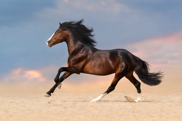 Fototapeta na wymiar Bay horse with long mane run gallop in desert