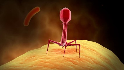 A bacteriophage virus killing bacteria by injecting DNA to replicate within. - Powered by Adobe