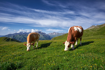 Cows Grazing on a Meadow
