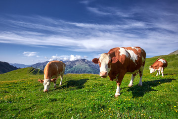 Fototapeta na wymiar Group of Cows Grazing