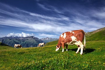 Fototapeta na wymiar Cows Grazing on a Mountain Meadow