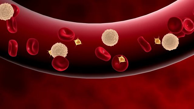 Blood cells moving through blood vessel.