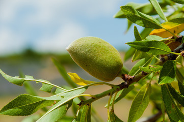 Unripe almonds on almond tree.