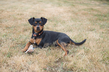 Miniature pinscher dog.