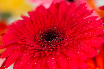 daisy macro with water droplets on the petals