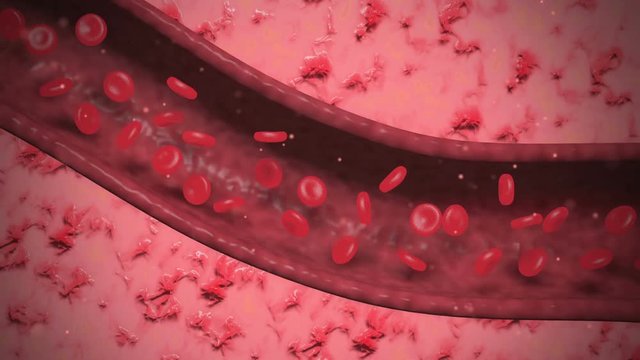 Cutaway view of blood cells flowing through artery.