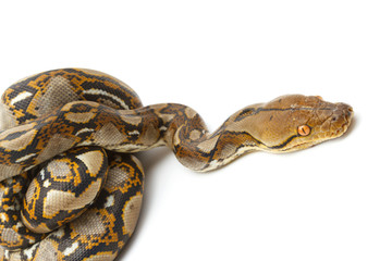 Emperor boa (Boa constrictor imperator) on white