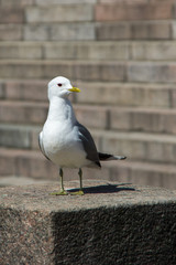 White seagull on the stone steps