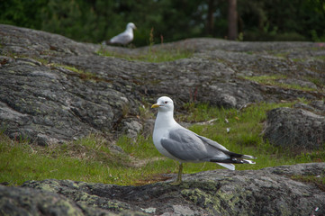 white seagull on a granite stone