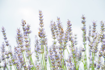 Closeup of blooming lavander