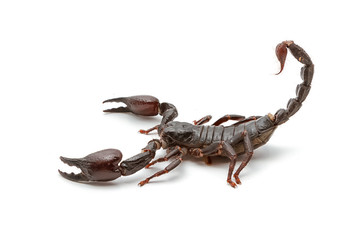 Emperor Scorpion ( Pandinus imperator) on white background