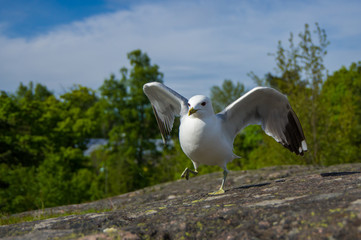 dancing white seagull on granite stone