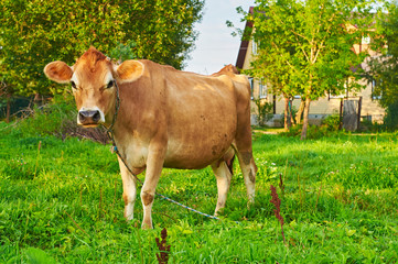 Cow grazing near a rural house 