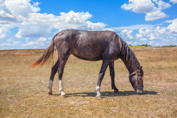 Obraz premium one horse grazing in the steppe