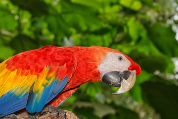 Close up of colorful scarlet macaw parrot