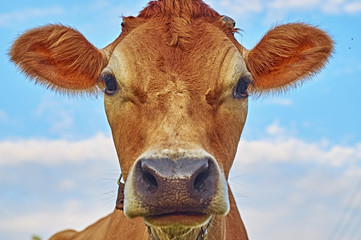  Face of a cow against the sky 