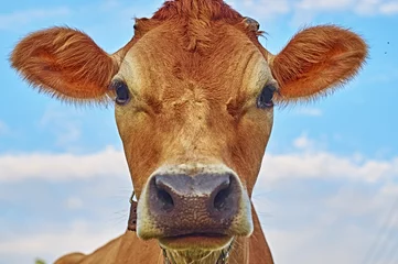 Crédence de cuisine en verre imprimé Vache  Face of a cow against the sky 