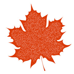 Maple Leaf with grange texture on a white background. Autumn red