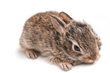 Naklejka premium Leprottino isolato su sfondo bianco