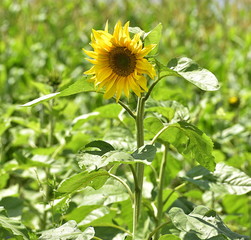 tournesol