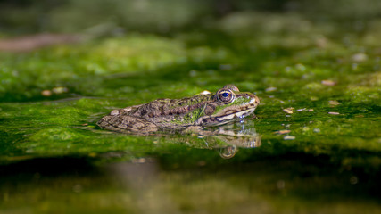 Frog sits in a green swamp. Portrait green of toad closeup.