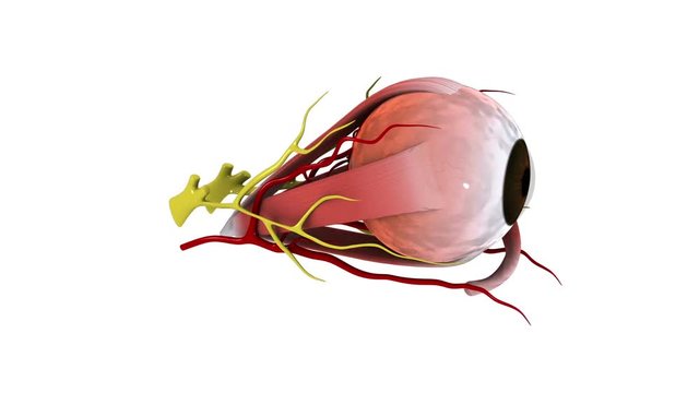 Antaomy of human eye.