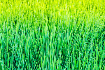 green fresh paddy leaf  background in summer .