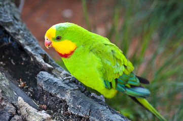 Green parrot in nature