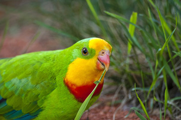 Green parrot in nature