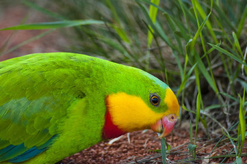 Green parrot in nature