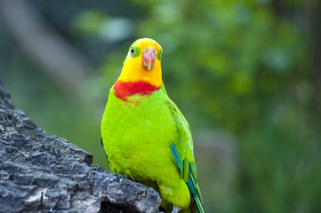 Fototapeta na wymiar Green parrot in nature