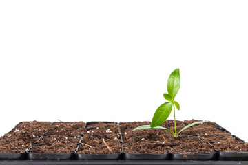 Young plant isolated on white