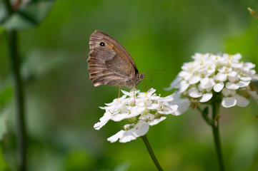 Butterfly and flower