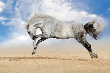 Obraz na płótnie Canvas White horse jump in desert