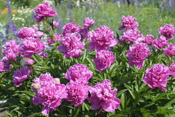 peonies