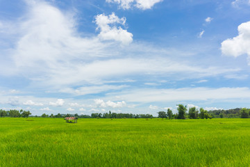 rice field and hut with Cloudy skies and beautiful