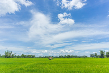 rice field and hut with Cloudy skies and beautiful