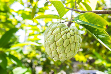 custard apple is on the tree