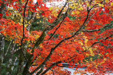 Fall foliage in Koyasan,Japan
