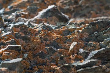 light  red-brown, Lichens  or rock fungus on a rock texture on Mountain in Ulgii : Mongolia .