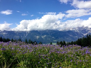Fototapeta premium blühende Wiese in den Bergen