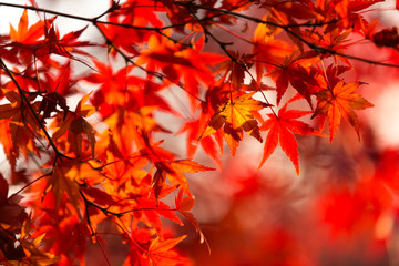 紅葉