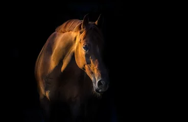Gordijnen Rood paard op zwarte achtergrond © callipso88