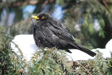 Amsel im Winter