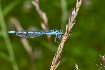 Common blue damselfly