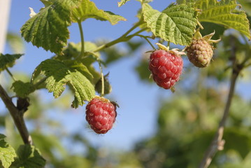 raspberry on a branch