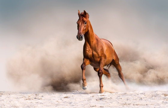 Red horse run fast in desert dust